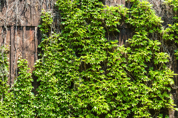 Green ivy wall background.
