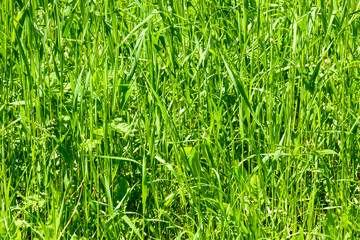 Green grass background.