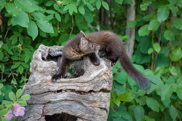 Pine Marten Kit Clambering over a Hollow Log