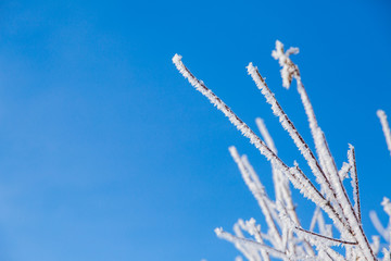 White snowy branches of the tree in the winter forest on blue sky background