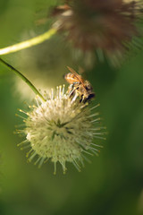 closeup of bee on flower