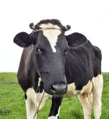 Cow portrait in a pasture. Cow on the background of green field. Beautiful funny cow on cow farm grazing on the field.