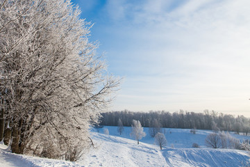Tree with snowy branches on background of white winter field and forest. Beautiful winter landscape