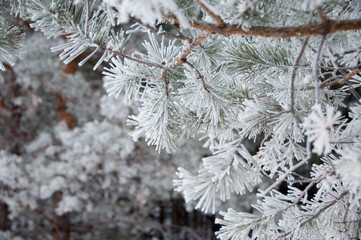 pine twig with hoarfrost