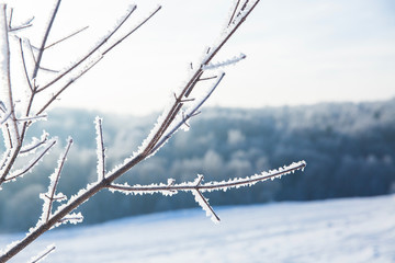 Tree with snowy branches on background of white winter field and forest. Beautiful winter landscape