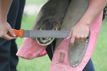 Farrier working on horses hoof