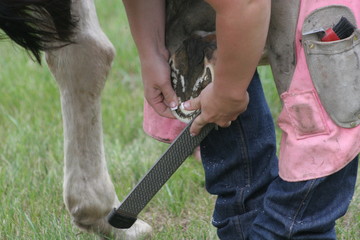 Farrier working on horses hoof