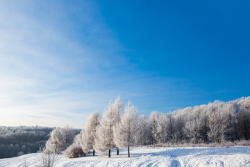 White snowy trees in winter forest and clear blue sky. Beautiful landscape