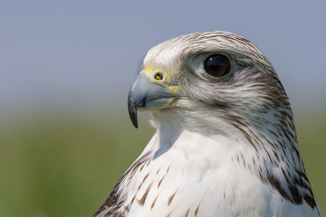 Gyrfalcon (Falco rusticolus)