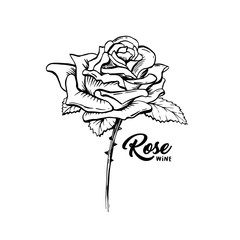 Rose Wine flower hand drawn vector illustration. Floral ink pen clipart. Black and white realistic rosebud outline drawing. Rose wine sketch with lettering. Logo, emblem, label isolated design element