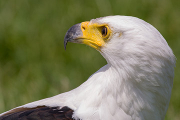 African Sea Eagle