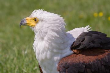 African Sea Eagle