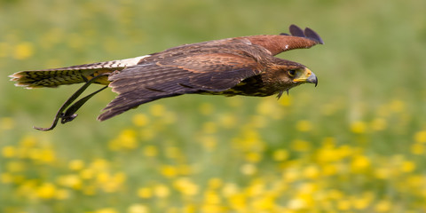 Harris's Hawk (Parabuteo unicinctus) in flight