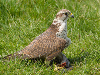Saker Falcon (Falco cherrug)