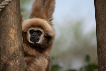 Lar Gibbon (Hylobates lar)