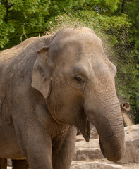 Fototapeta premium Asian Elephant (Elephas maximus)