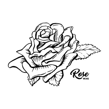 Rose Wine flower hand drawn vector illustration. Floral ink pen clipart. Black and white realistic rosebud outline drawing. Rose wine sketch with lettering. Logo, emblem, label isolated design element