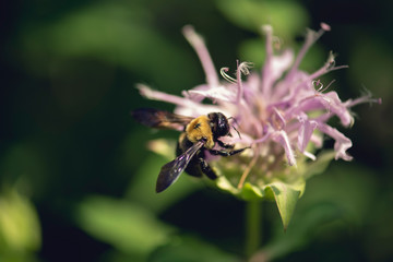 bee on a monarda flower