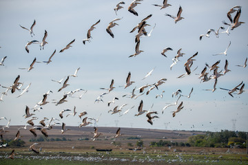 Ak pelikan &raquo; Pelecanus onocrotalus &raquo; Great White Pelican
