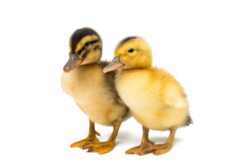 little goslings isolated
