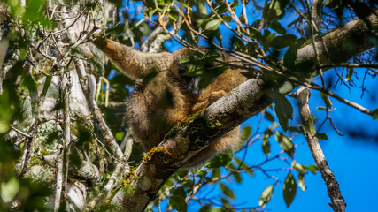 Common Brown Lemur