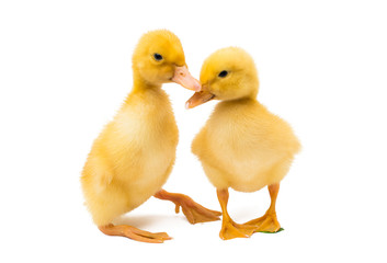 little goslings isolated