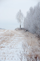 Winter landscape with field and forest