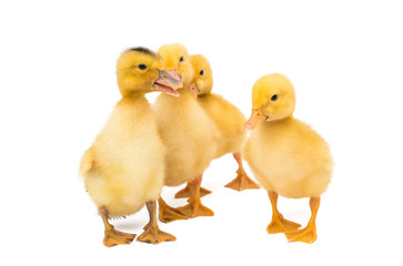 little goslings isolated