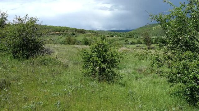 Paisaje ondulado de monte verde de primavera verano con lomas, bosques  y vegetación