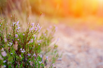 Blooming Pink Heather In The Summer Forest. Heather In Moorland Of Highlands