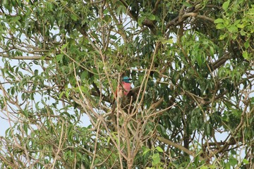 Eisvogel im Baum sitzend - Uganda Afrika