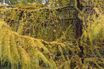 Larch trees