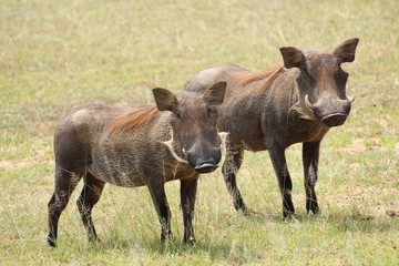 Warzenschwein in Afrika - Paar