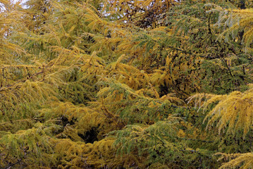 Larch trees