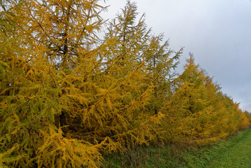 Fototapeta premium Larch trees