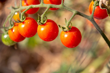 Ripe and unripe grape tomatoes in hydroponics farm