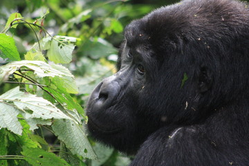 Wilde Berggorilla in Uganda - Afrika - Freilebend