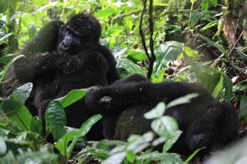 Wilde Berggorilla in Uganda - Afrika - Freilebend