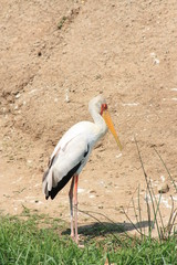 Storch in Uganda Afrika