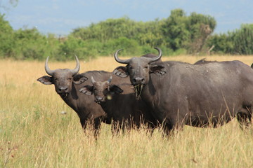 Obraz premium Drei Büffel blicken in die Kamera - Afrika