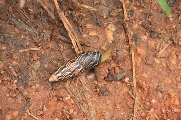 Schnecke in Afrika