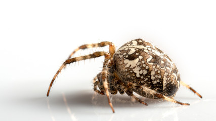 Araneidae Garden spider on the black background close up