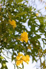 tropical flowers