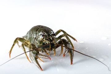 Crayfish on a white background. Drops of water on the surface of the shell