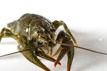 Crayfish on a white background. Drops of water on the surface of the shell