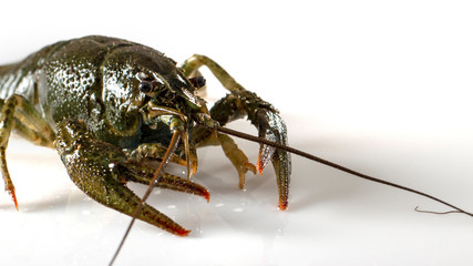 Crayfish on a white background. Drops of water on the surface of the shell