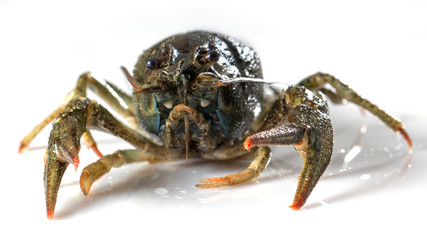Crayfish on a white background. Drops of water on the surface of the shell
