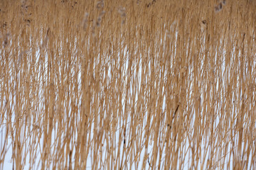 Reed at the shore of Sniardwy Lake in winter, the largest lake in Poland, Masuria Region, Poland