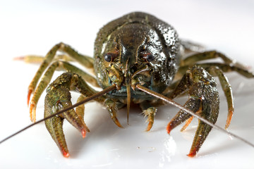 Crayfish on a white background. Drops of water on the surface of the shell
