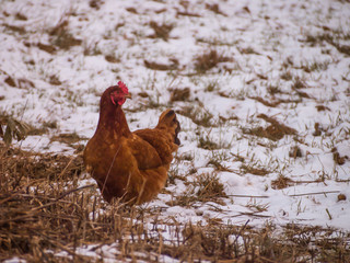 rooster in yard covered with snow